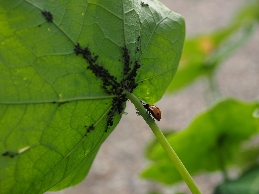 ladybug 1271997 1280